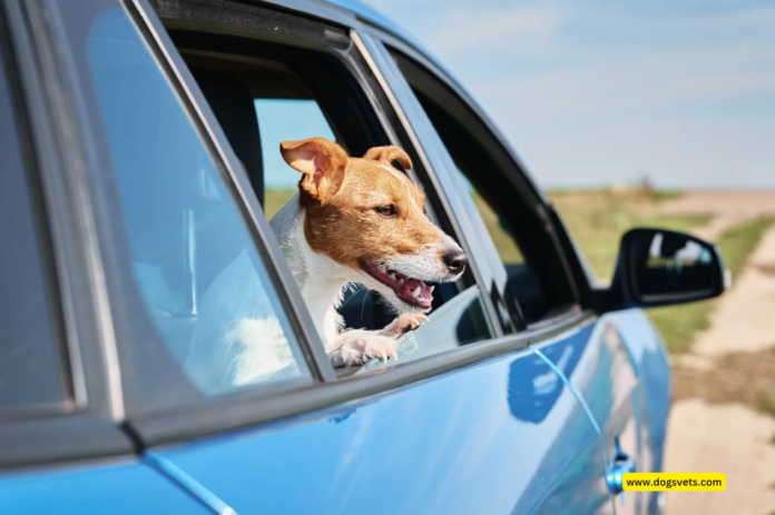 Preparing Your Pet for Car Rides: Ensuring Safe and Focused Driving